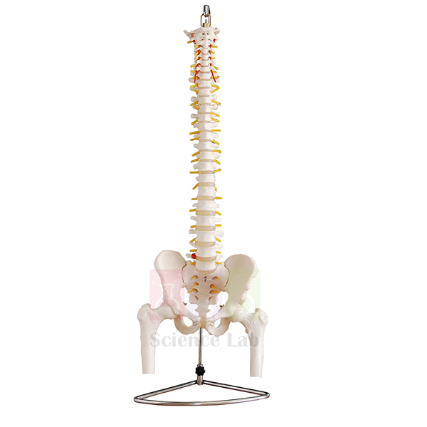 Human Vertebral Model With Pelvis & Femur Heads